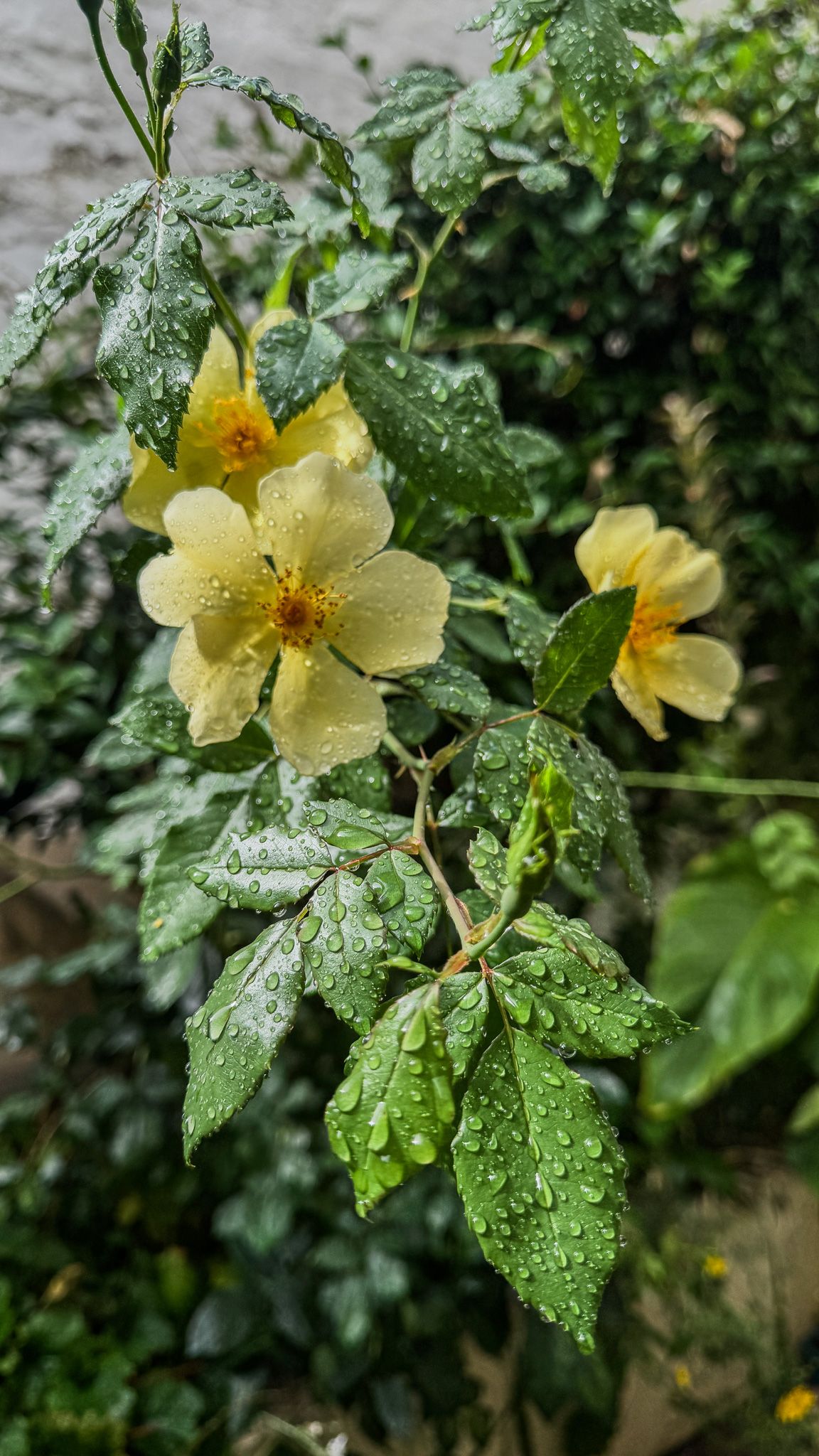 Rosa 'Tottering-by-Gently' (Auscartoon) — Rosa 'Tottering-by-Gently' = 'Auscartoon' (PBR)