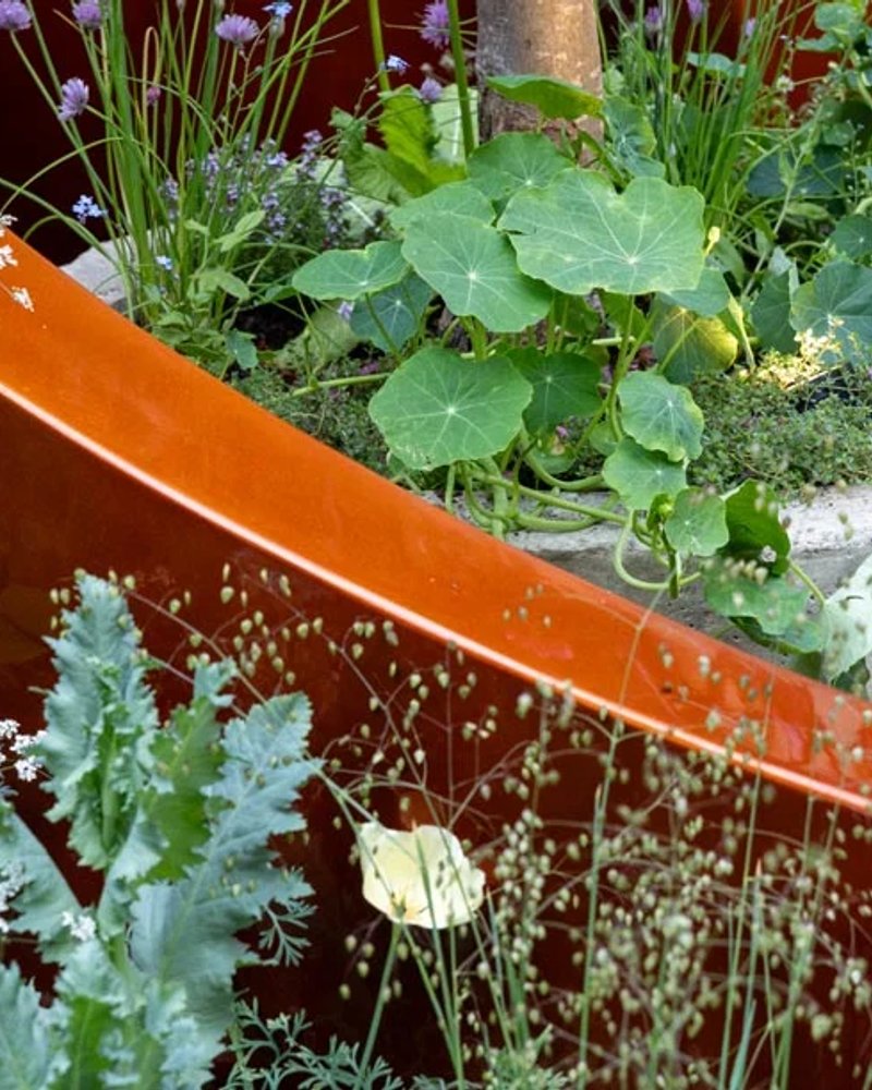 Alzheimer's Society: Microbes and Minds Garden