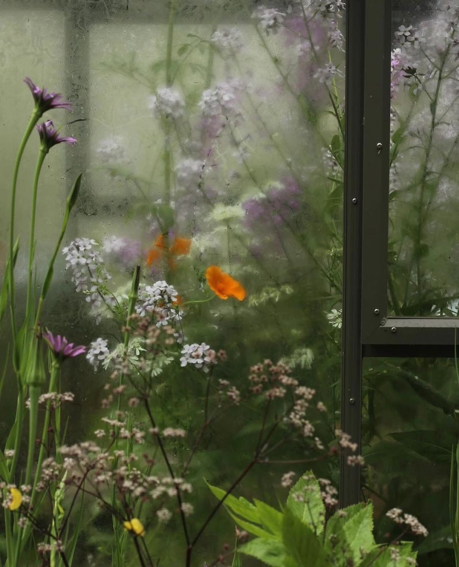 Fenn Plants