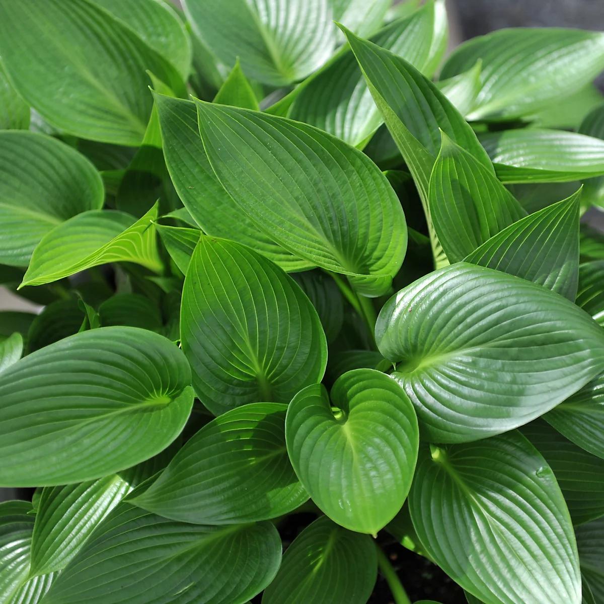 Plantain lily ‘Devon Green’