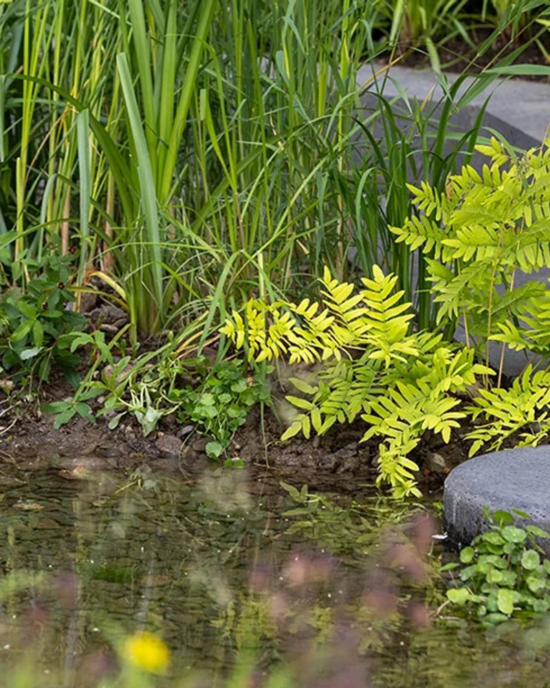 The Killik & Co ‘A Seed in Time’ Garden