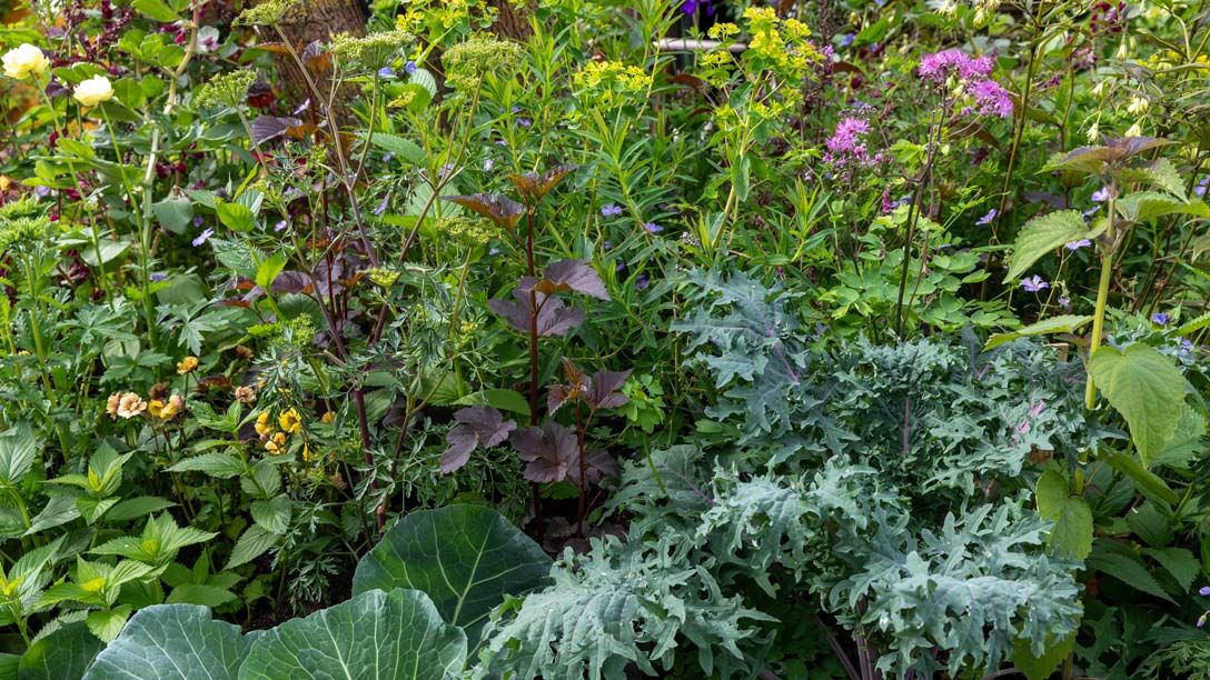 The King's Foundation Curious Garden