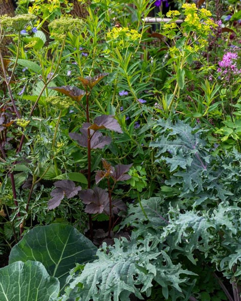The King's Foundation Curious Garden