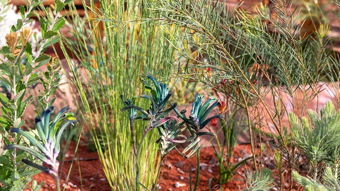 Journey Beyond the Tracks: From Adelaide to Perth Garden