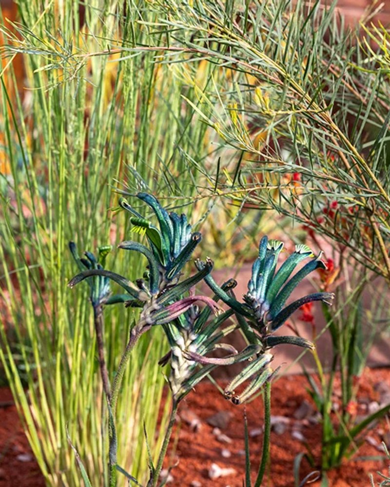 Journey Beyond the Tracks: From Adelaide to Perth Garden