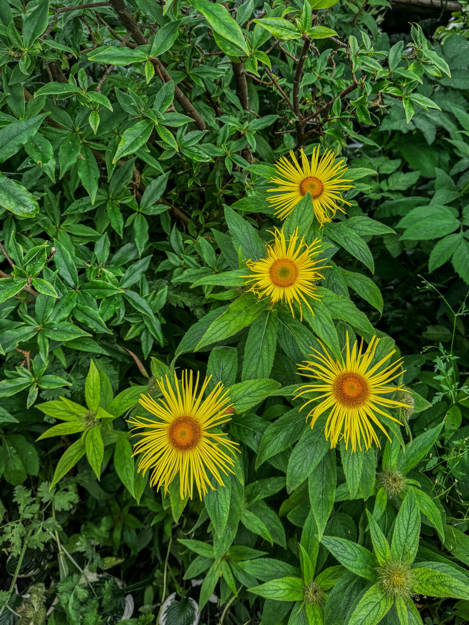 Inula Hookeri