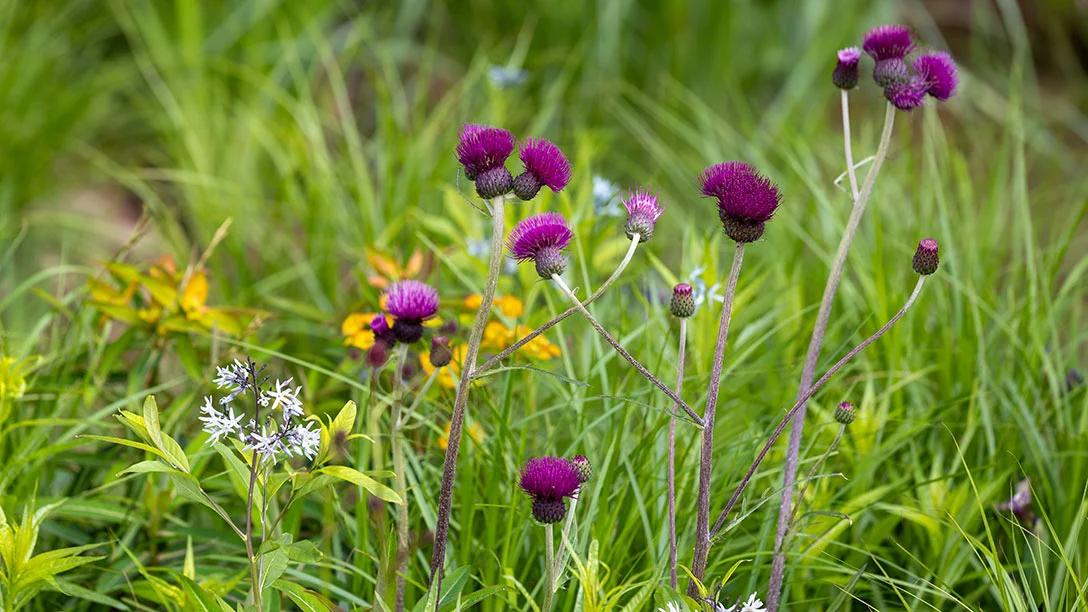 Asthma + Lung UK Breathing Space Garden