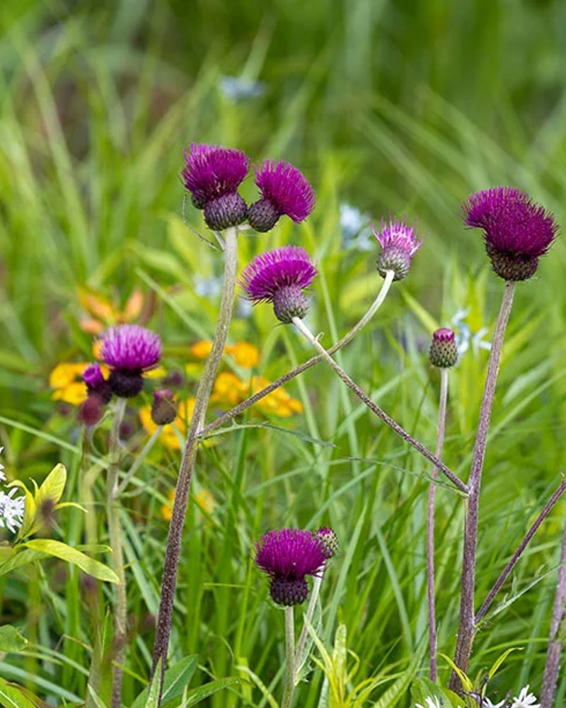 Asthma + Lung UK Breathing Space Garden
