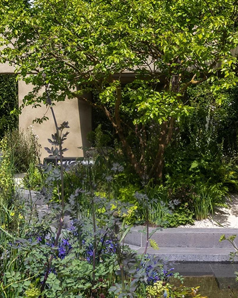 The Killik & Co 'A Seed in Time' Garden at RHS Chelsea 2026