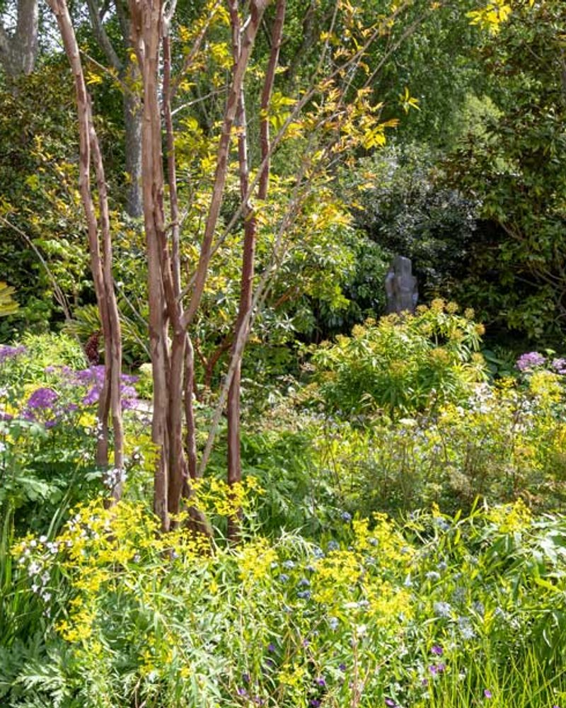 The Tate Britain Garden