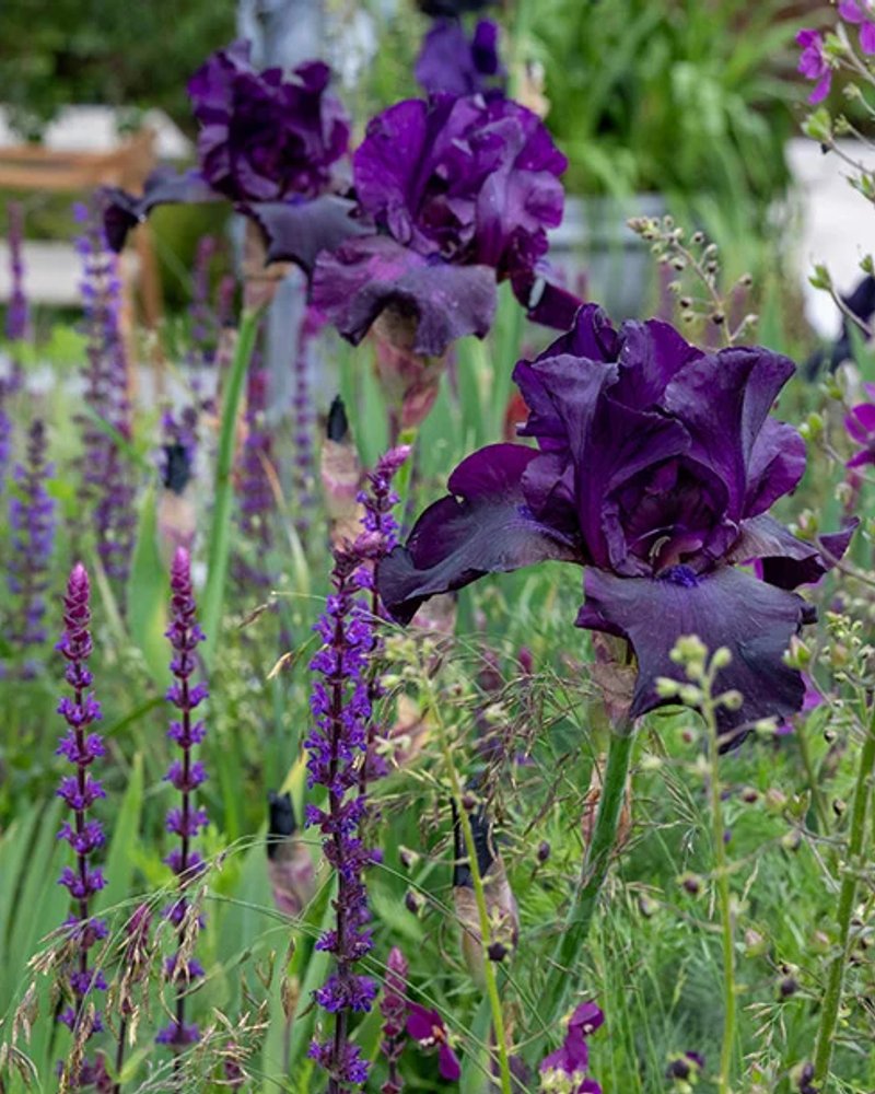 The Boodles Garden