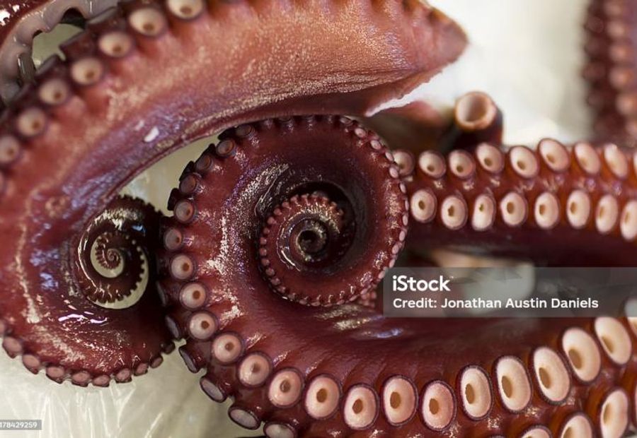 Tentacoli di Polpo