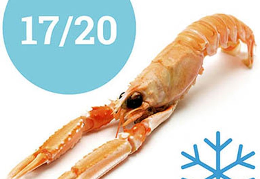 Scampi 17\20