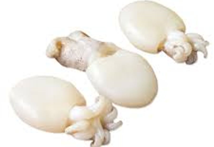 Seppioline Pulite