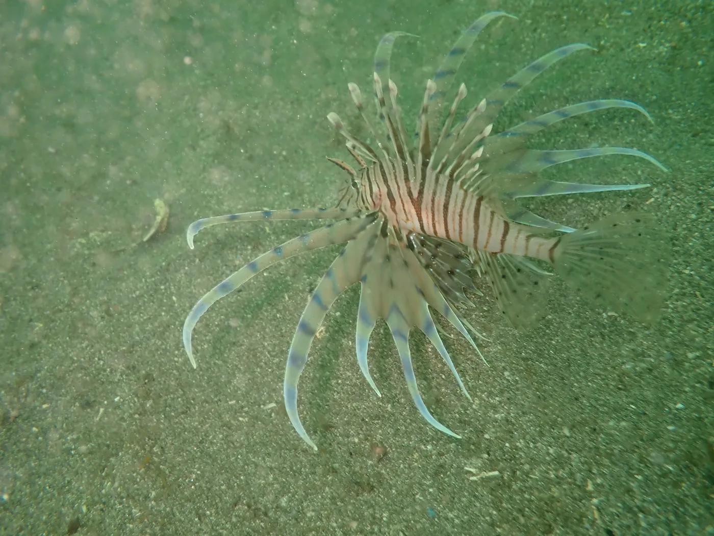 三浦・城ヶ島の砂地で胸びれを大きく広げるミノカサゴ