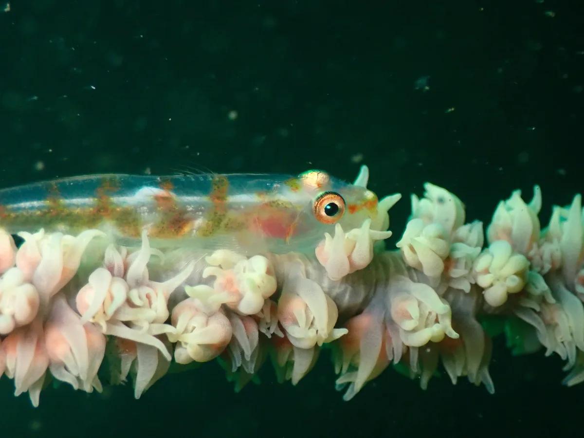 三浦・宮川湾のムチヤギ類に寄り添う小さなハゼの仲間