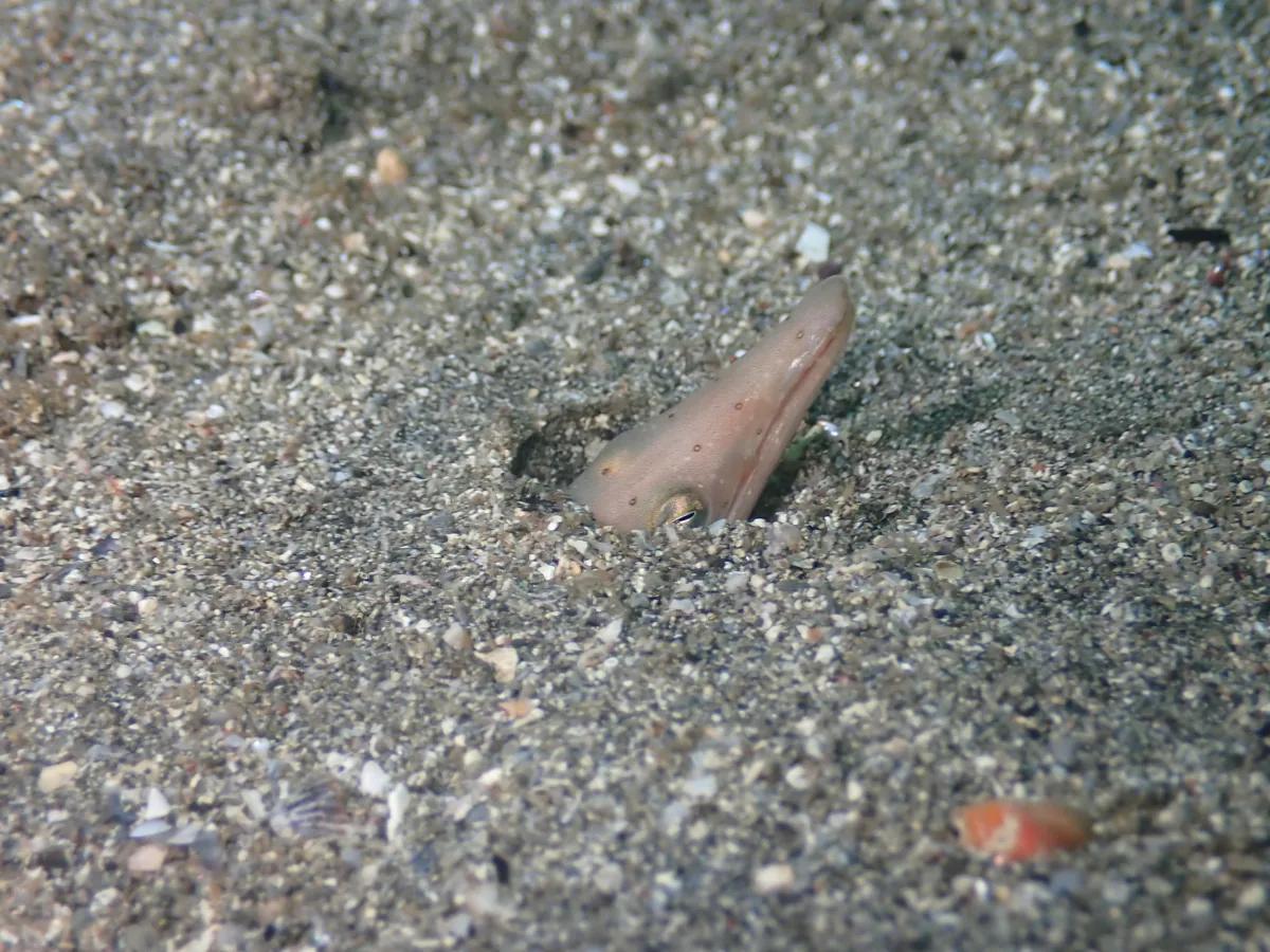 砂地から頭だけ出したダイナンウミヘビ。三浦の砂地ダイビングで見られる魚