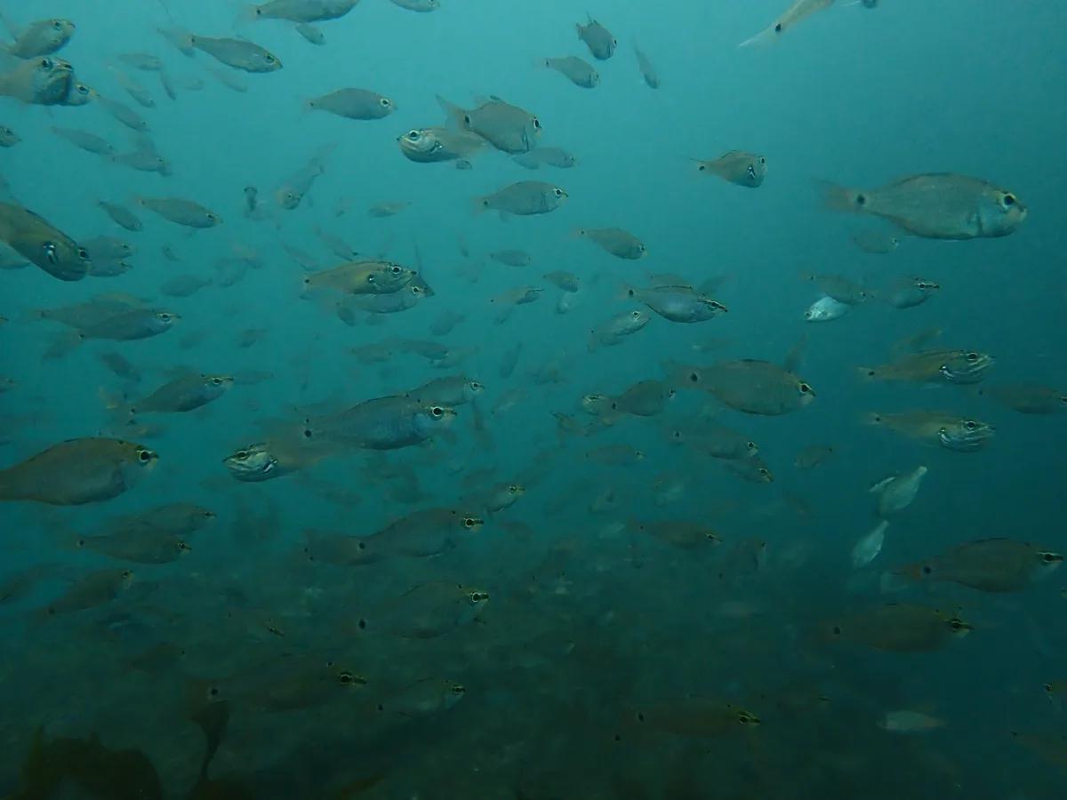 三浦の海に群れるスズメダイ。透明度8mの中を魚の群れが泳ぐ