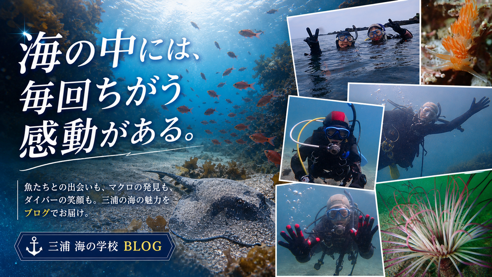 ウミウシが大豊作の三浦の海——神奈川・三浦半島ダイビングログ
