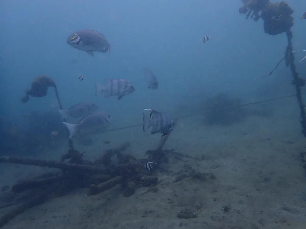 三浦・城ヶ島の海中を泳ぐイシダイの群れ