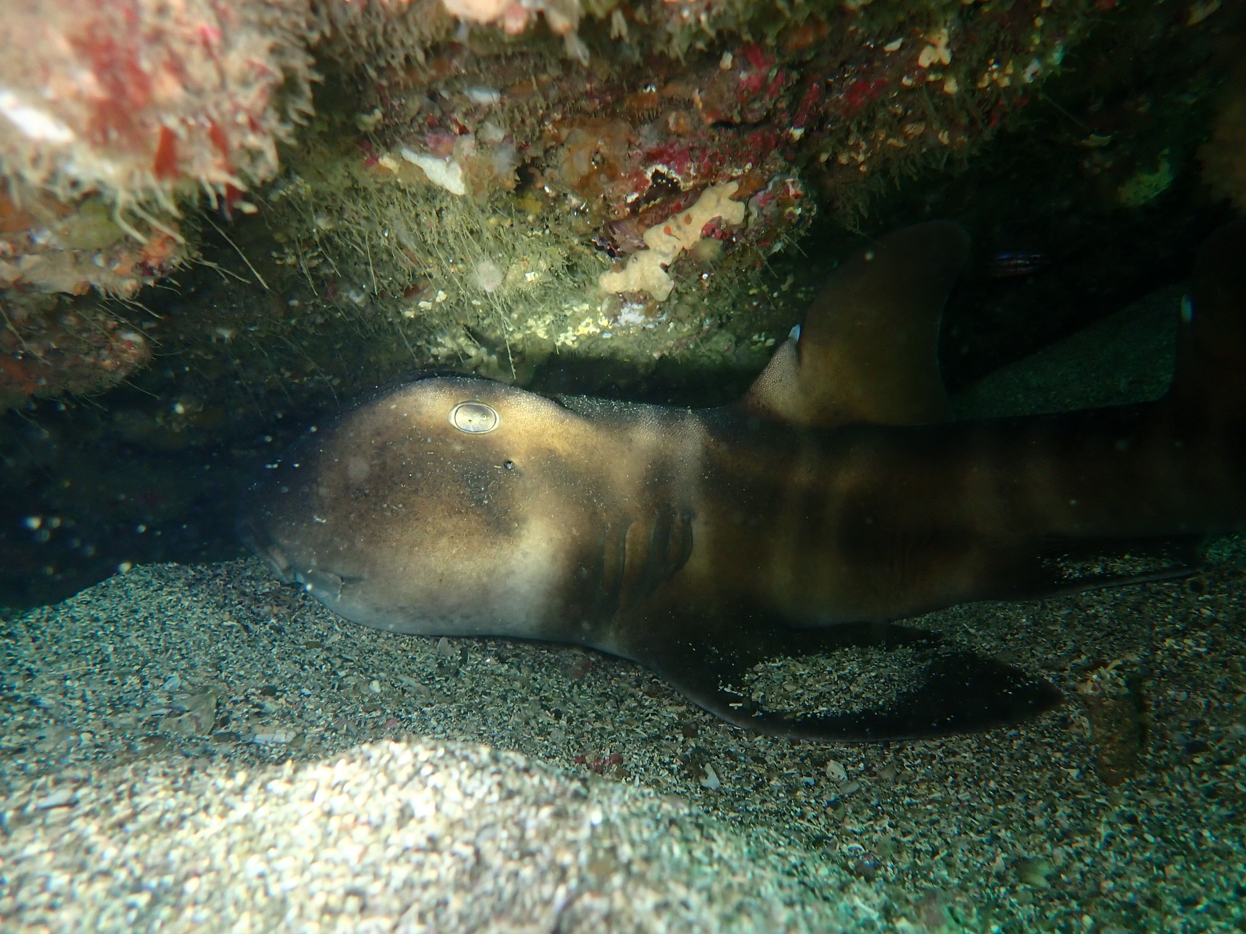 巨大ネコザメと春のウミウシ三昧——三浦・海の学校でBCD初おろし