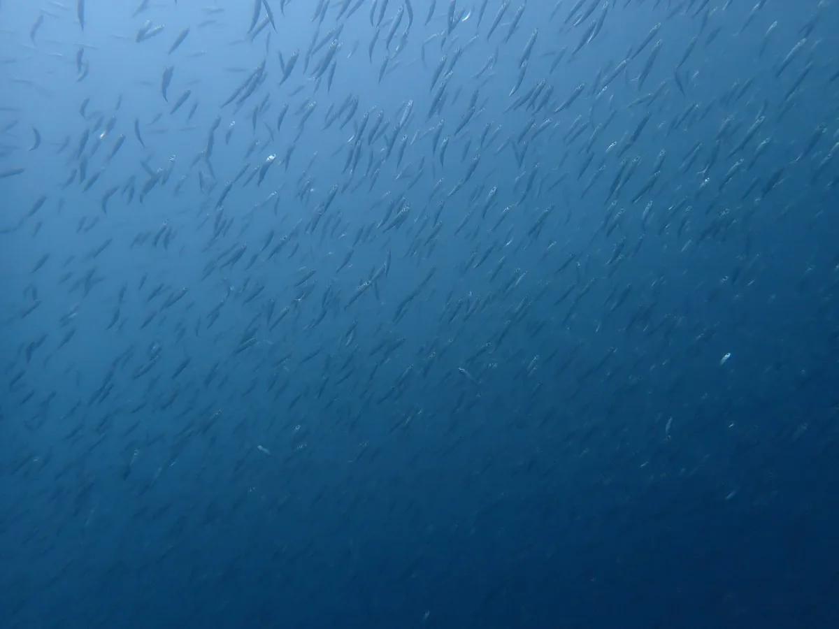 三浦の海で中層を埋めるイワシの群れ