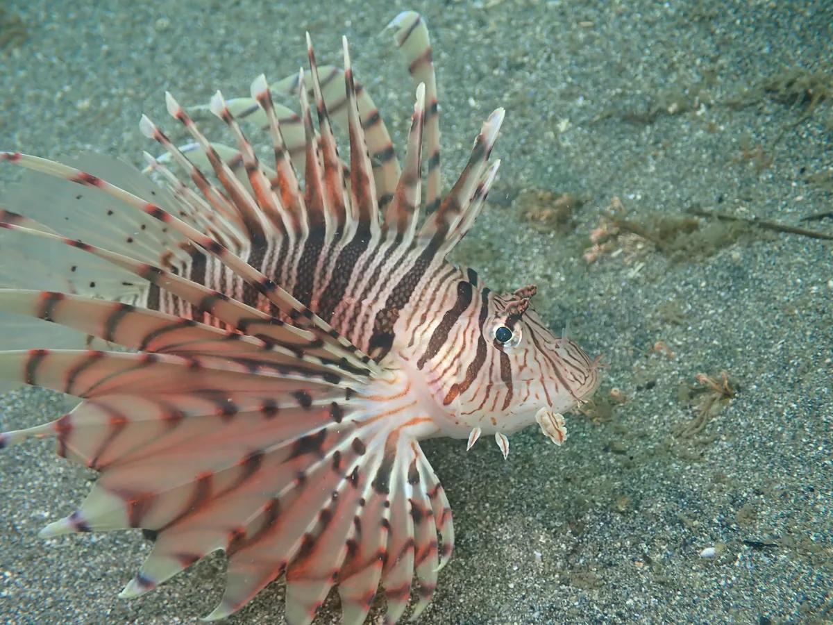 三浦の砂地で出会ったミノカサゴ。大きく広がったヒレと縞模様が特徴