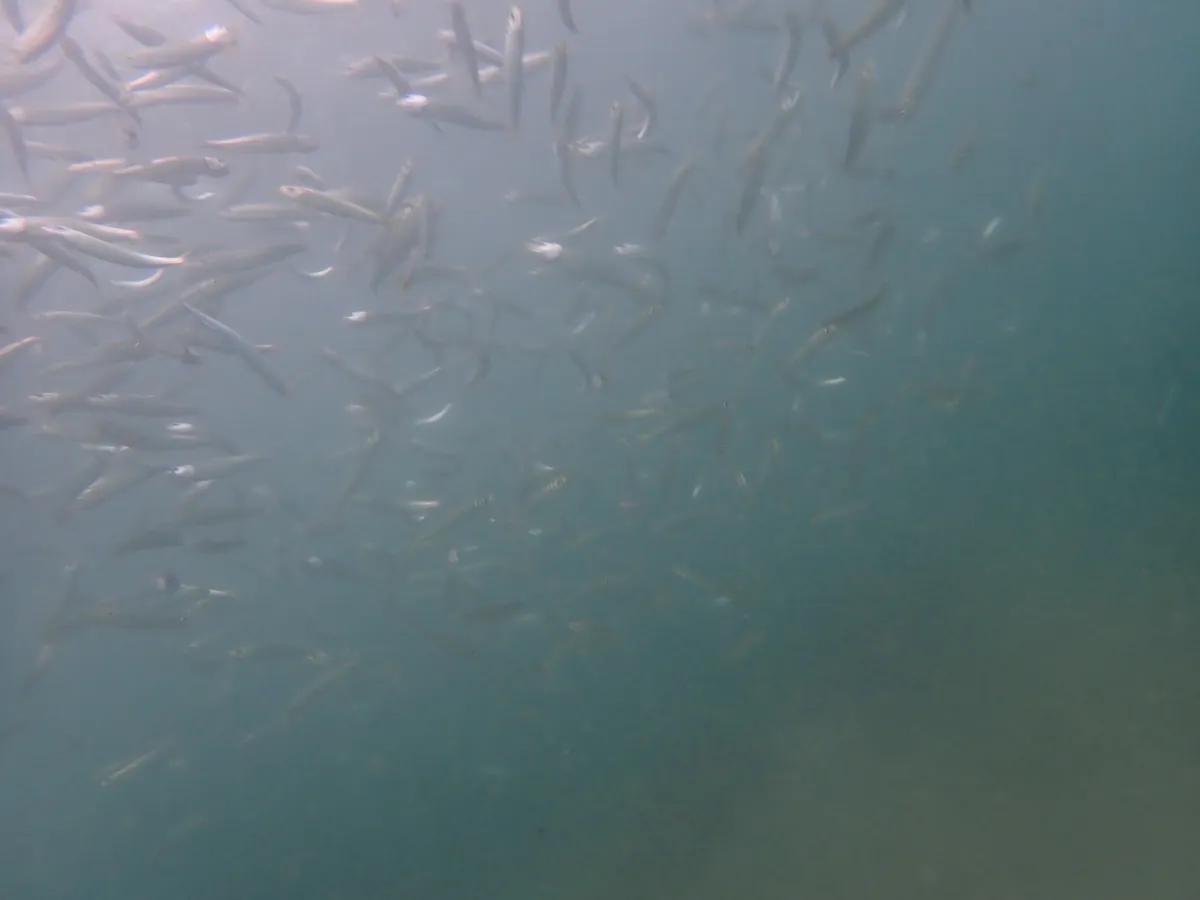 三浦の海を埋めつくすように泳ぐ小魚の群れ