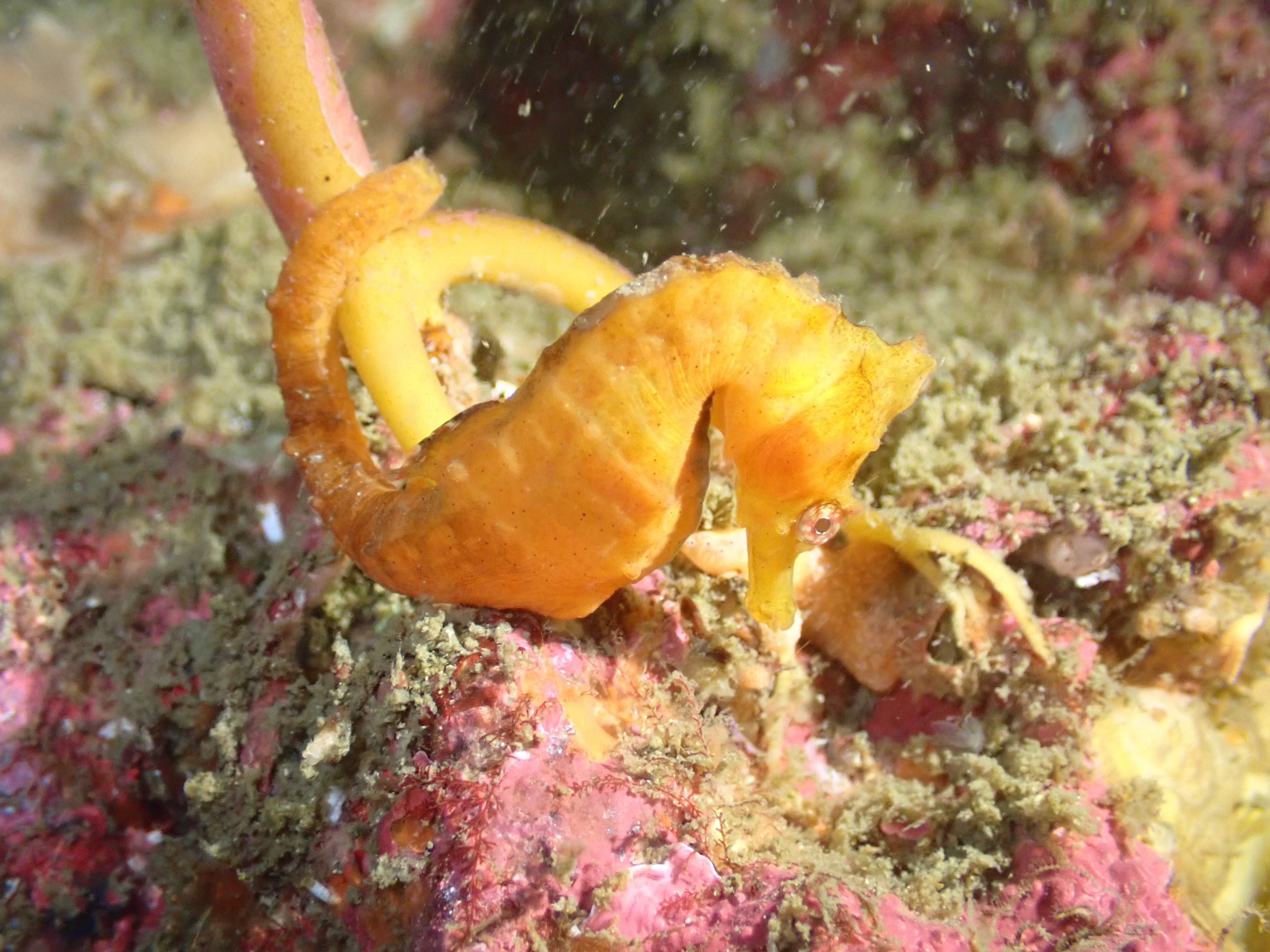 春濁り、はじまりました。― 海の中に、季節の足音 ―