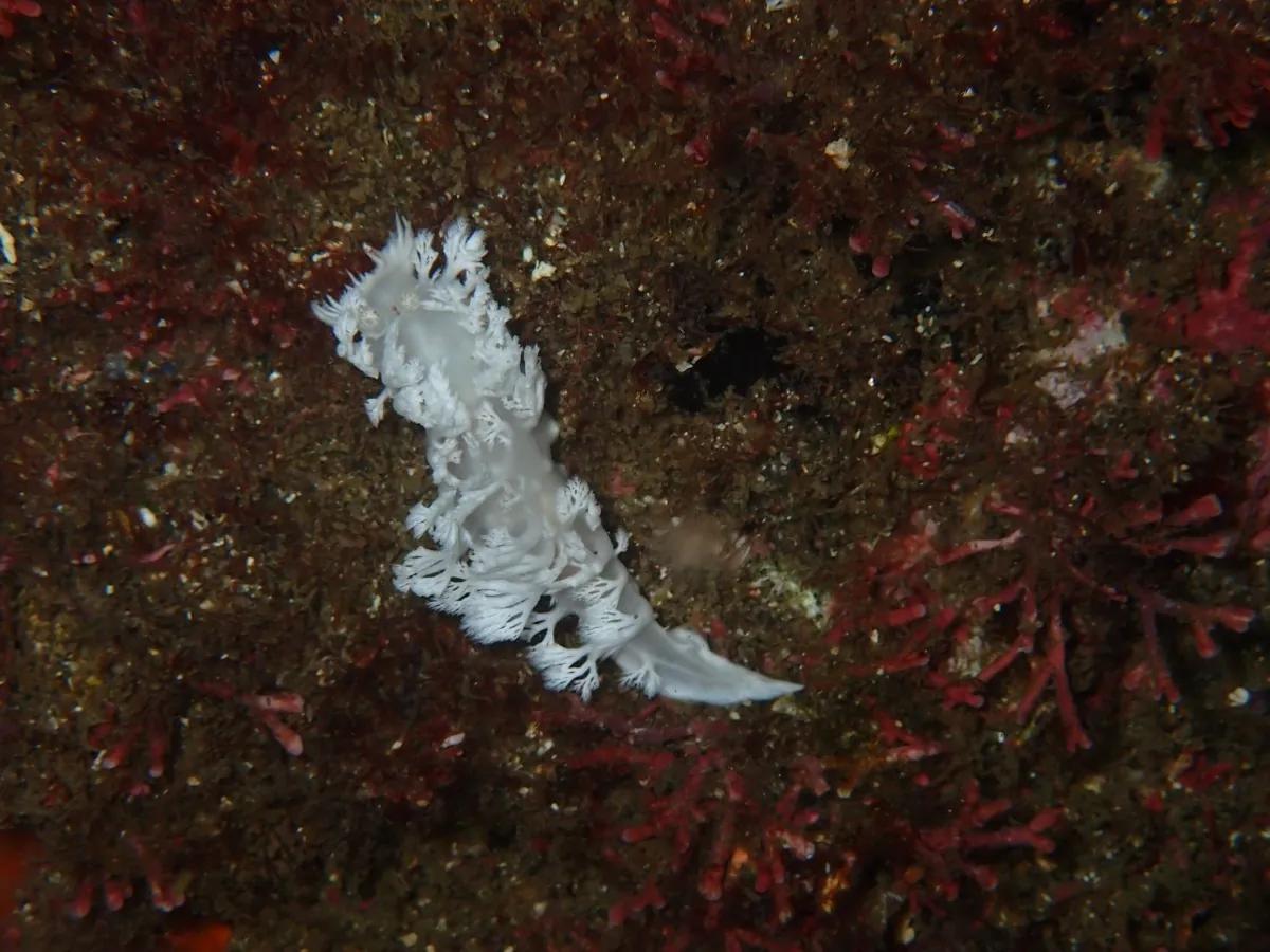 暗い岩肌に浮かび上がる、白いユビノウハナガサウミウシ