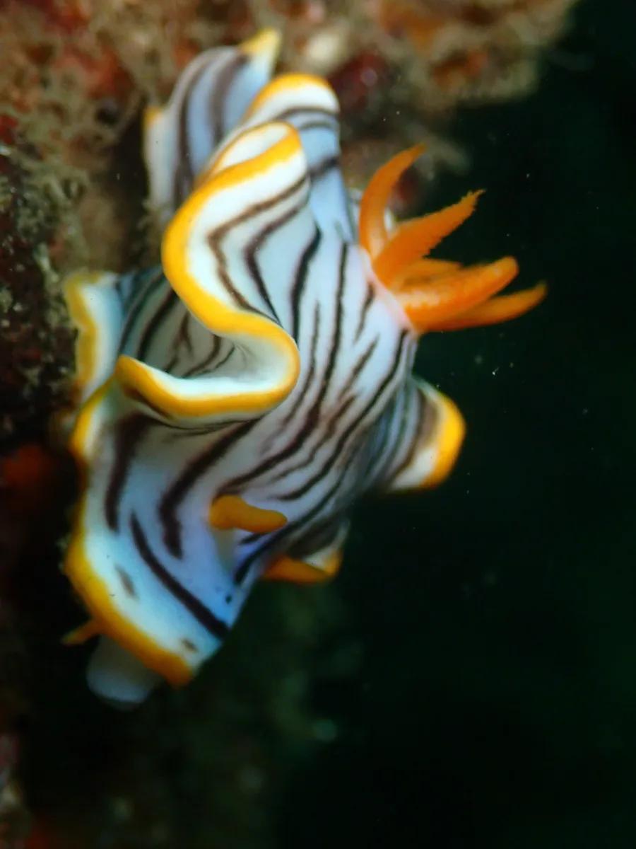 三浦・宮川湾で見つけた白と黒のしま模様にオレンジの縁取りが入ったウミウシの仲間