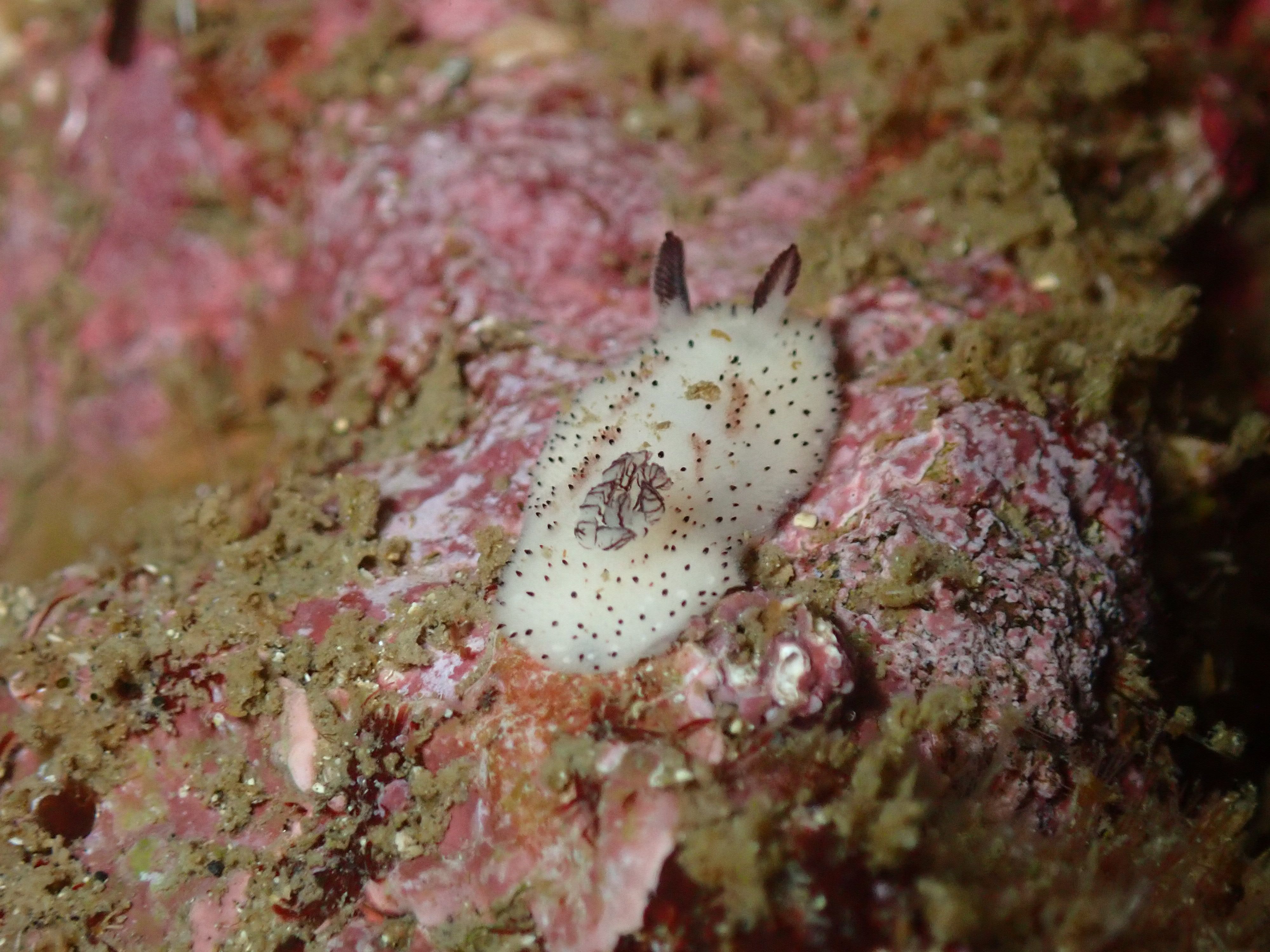 エイとウミウシが主役の三浦ダイビング——春の陽気と水中の生き物たち
