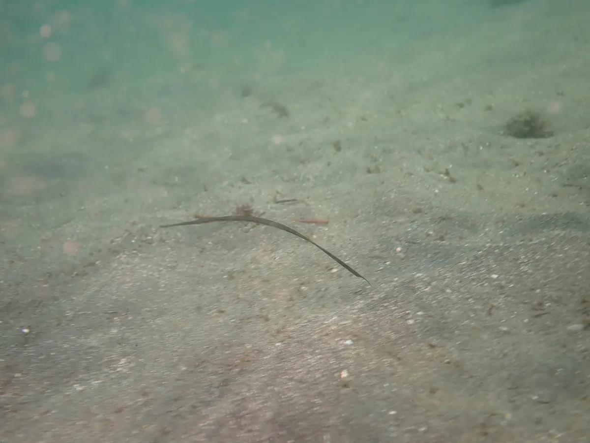 三浦・梶の浜ビーチの砂地で見つけたアオヤガラ