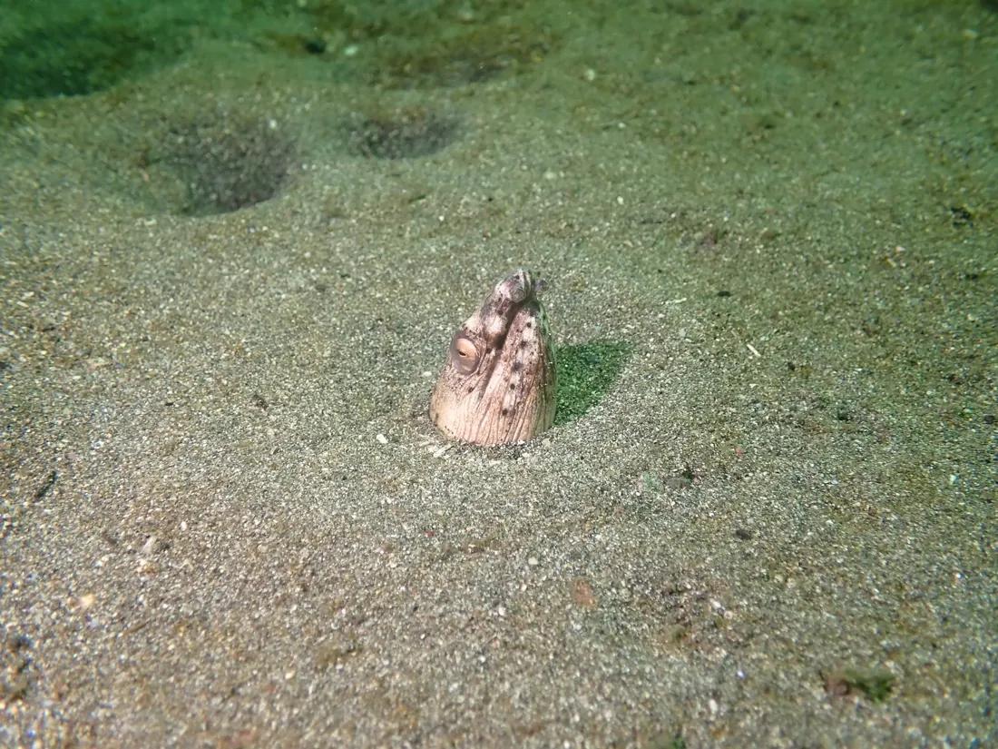砂地から頭だけを出すホタテウミヘビ。頭に黒い斑点