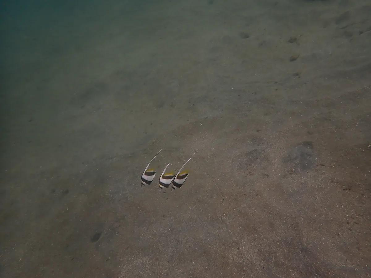 砂地に並ぶハタタテダイの幼魚3匹。三浦の海の季節来遊魚