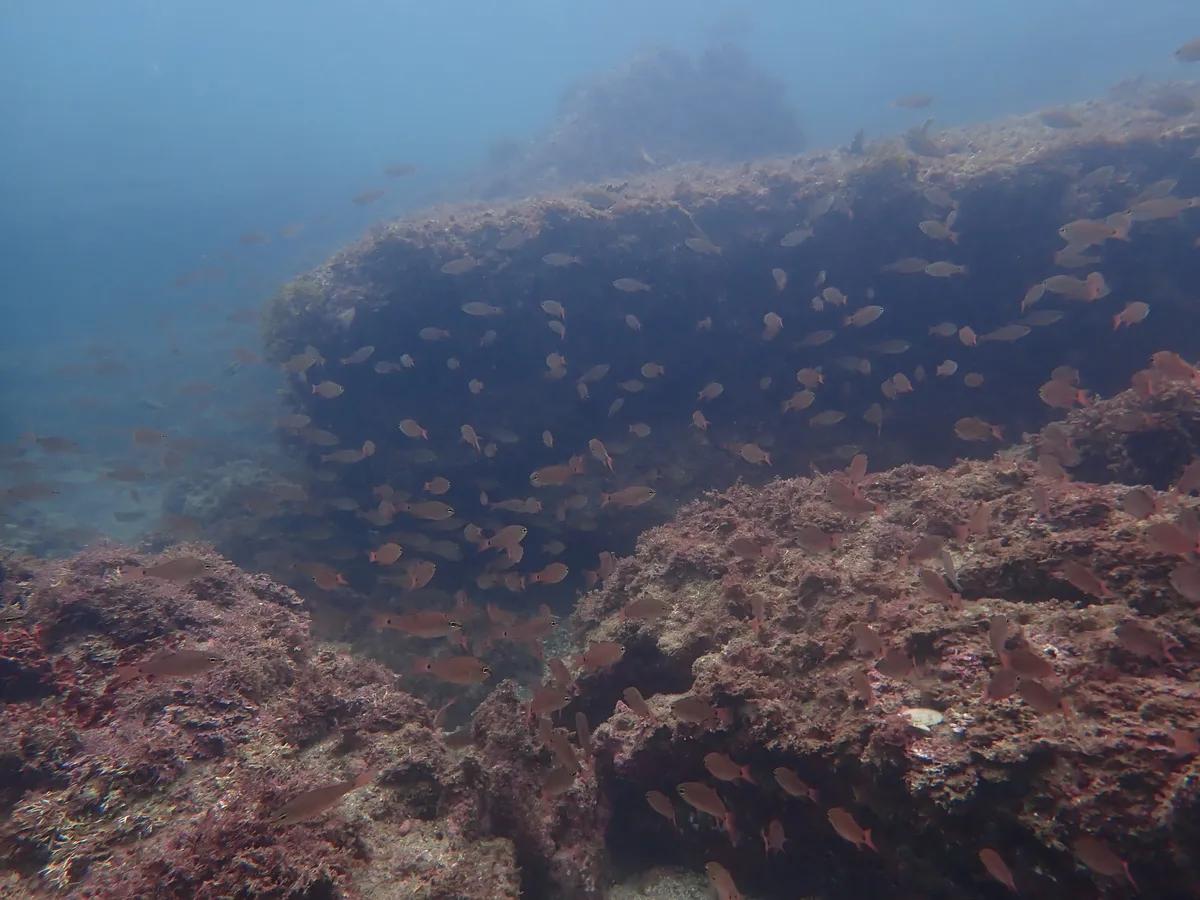 透明度8m以上の三浦の海。岩の上をネンブツダイの群れが埋め尽くしている