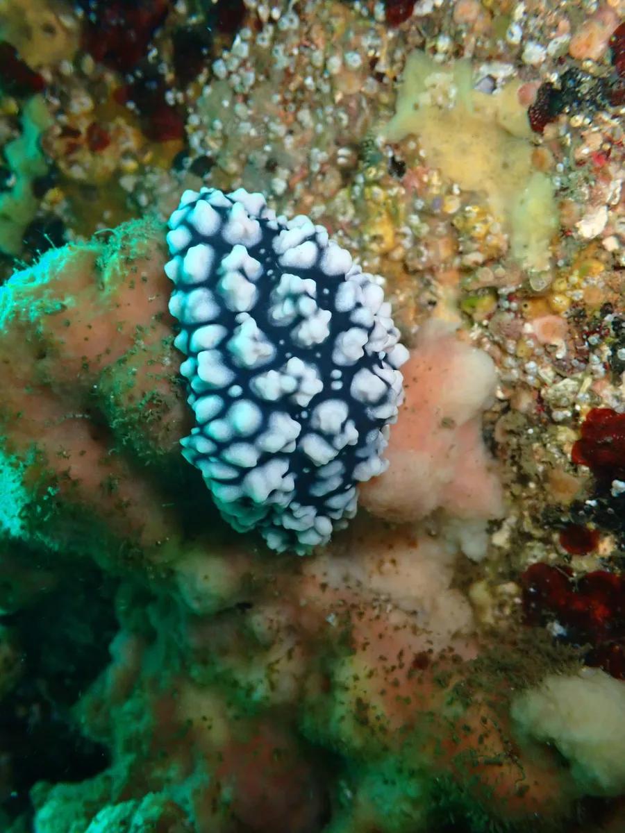三浦・宮川湾の岩肌にいた白いモコモコの突起に覆われたウミウシの仲間