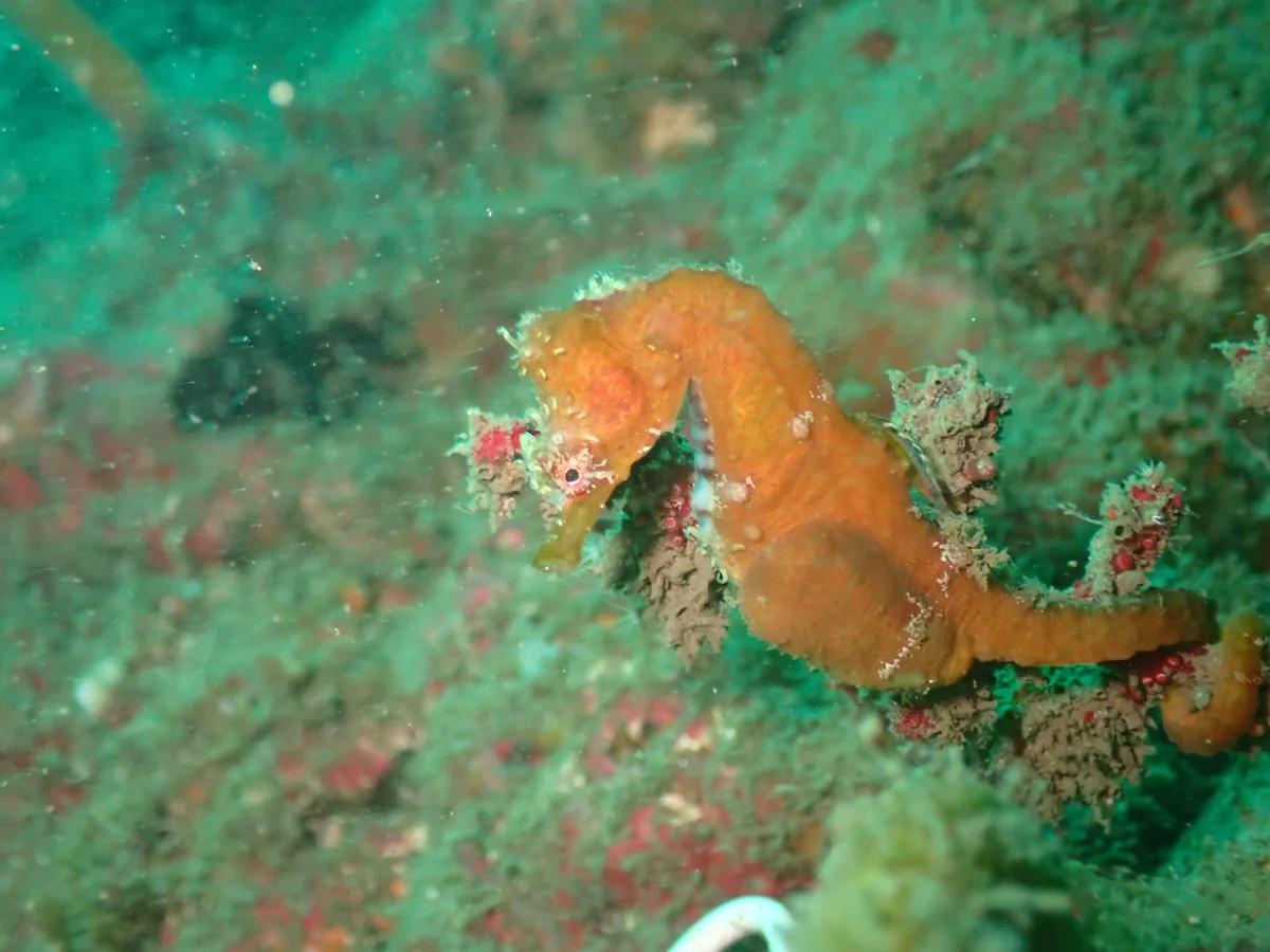 三浦の海で見つけたハナタツ。オレンジ色の体で海藻につかまっている