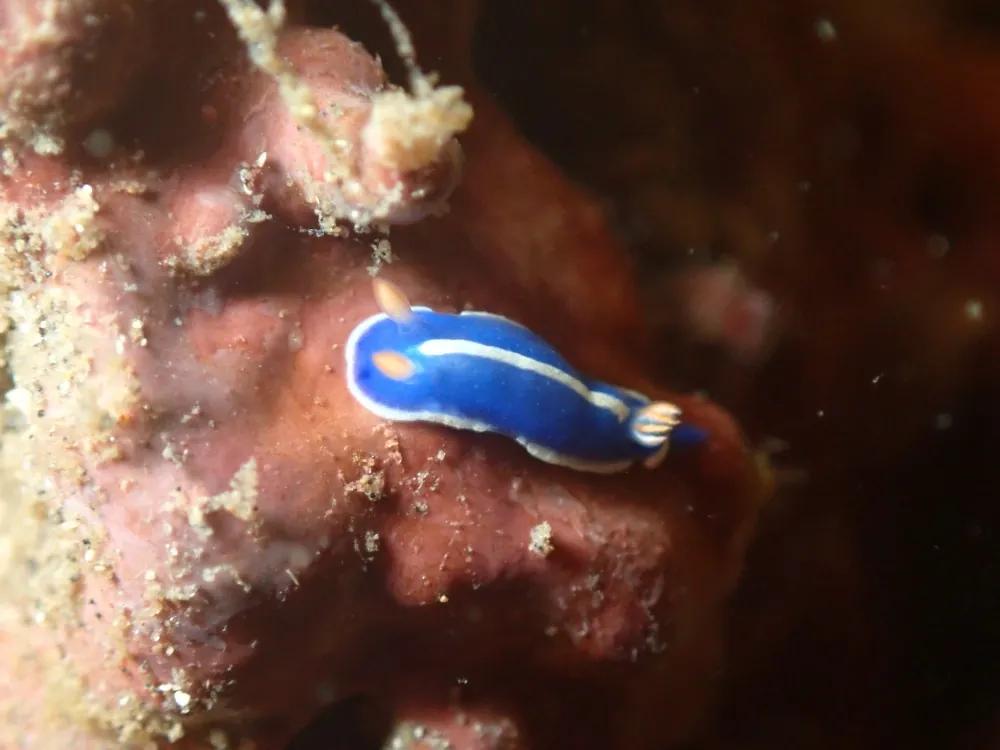 城ヶ島で見つけたアオウミウシ。青い体に白いラインと橙色の触角
