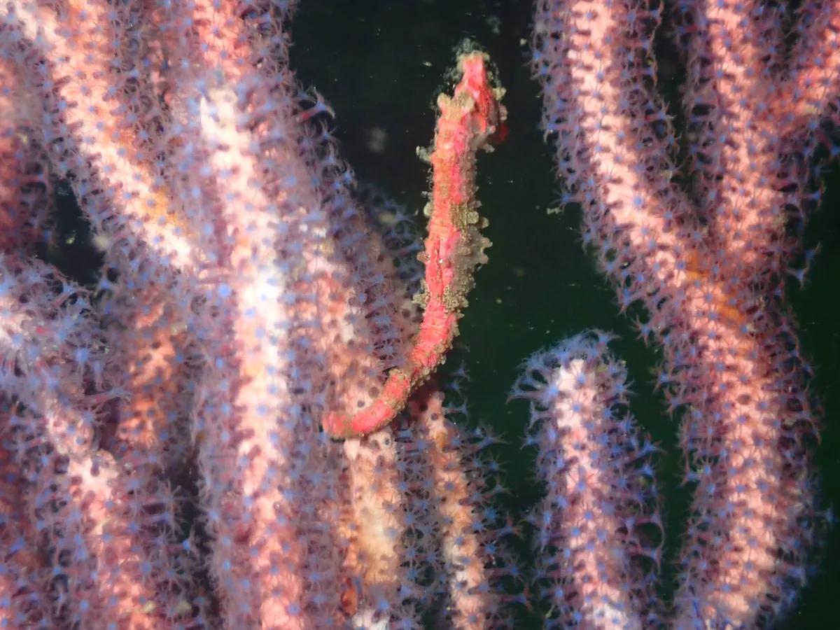 三浦の海でウミウチワにつかまるタツノオトシゴ