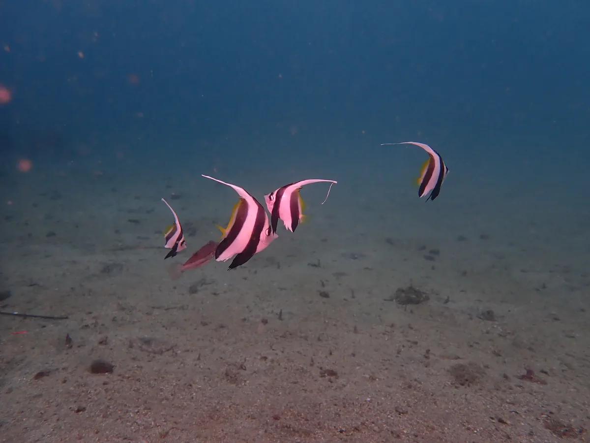 砂地の上を泳ぐムレハタタテダイの群れ。三浦の海の季節来遊魚