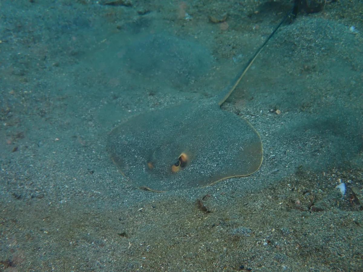 三浦・城ヶ島の砂地に潜んでいた小さなアカエイ