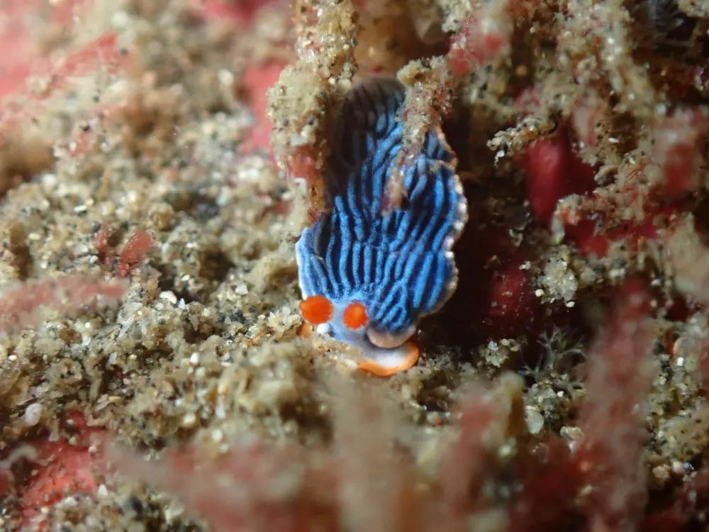 三浦の海の砂地で見つけたサメジマオトメウミウシ