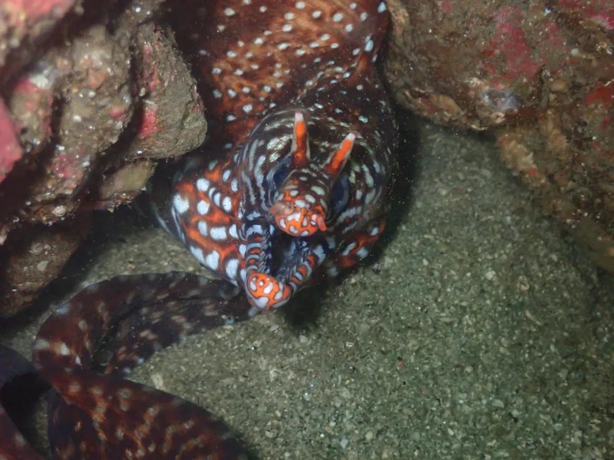 三浦の岩陰から顔を出すトラウツボ