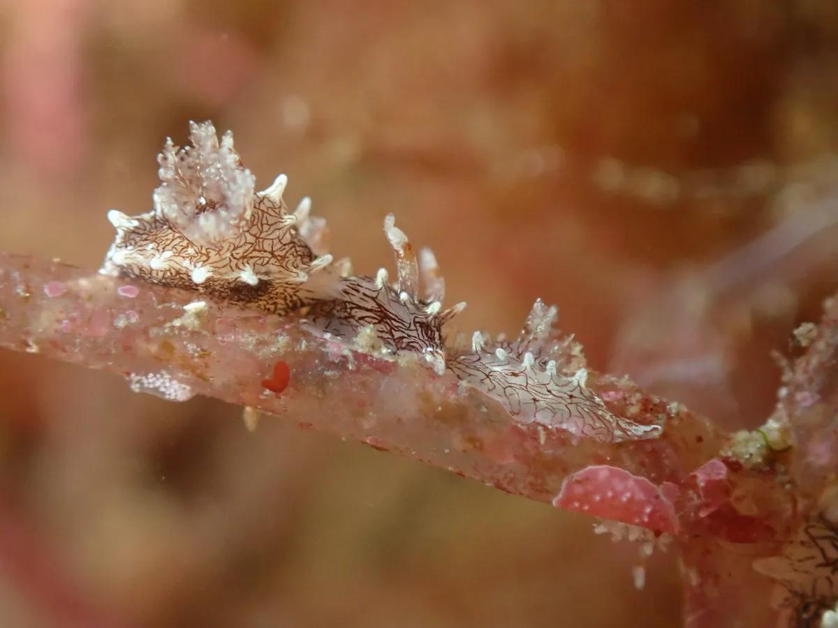 三浦・城ヶ島の海藻の枝に並んでいた、白と茶色の小さなウミウシ2匹