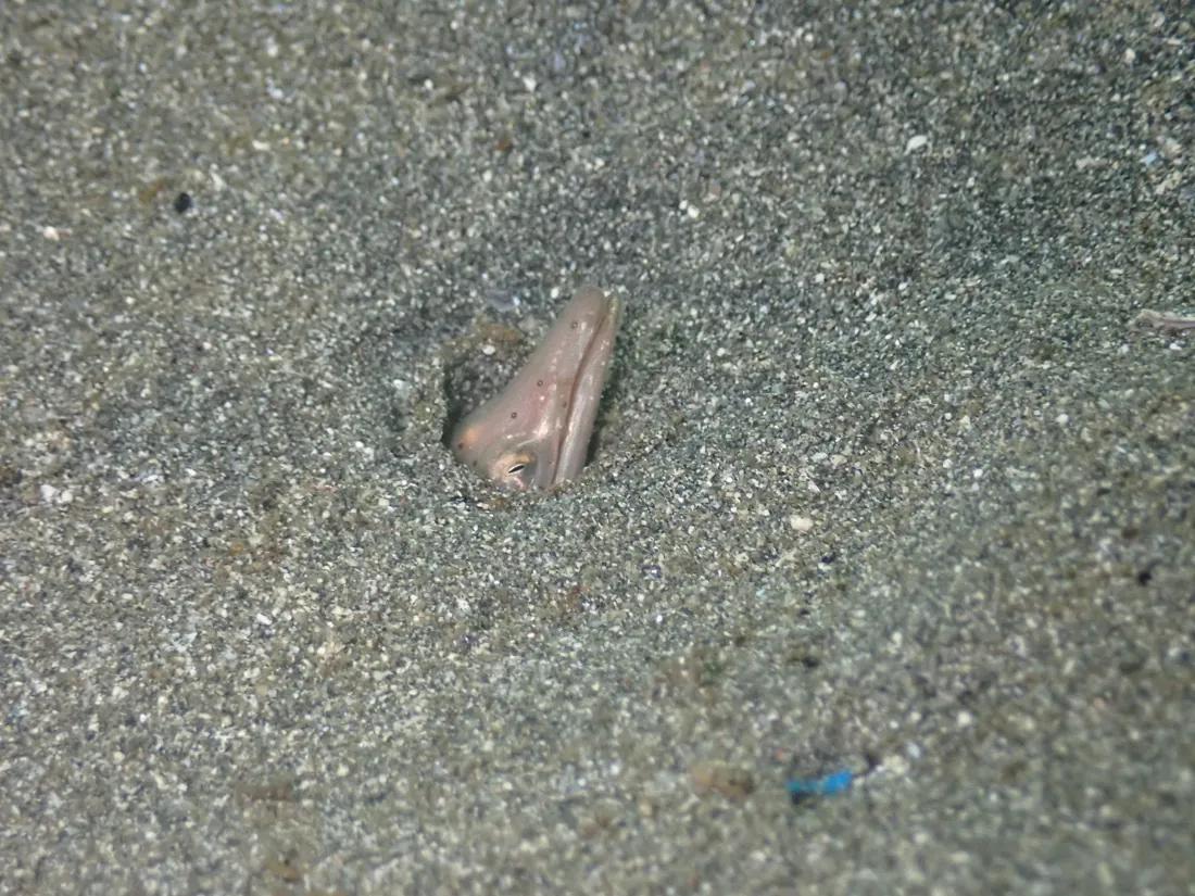 砂地から細く尖った頭だけを出すダイナンウミヘビ