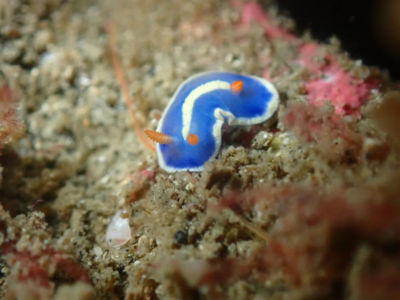 三浦・城ヶ島の砂礫の上にいた青いウミウシ。アオウミウシと思われる個体