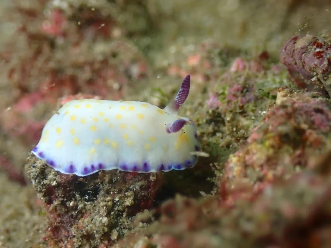 コモンウミウシ。白地に黄色の斑点と紫の縁取り