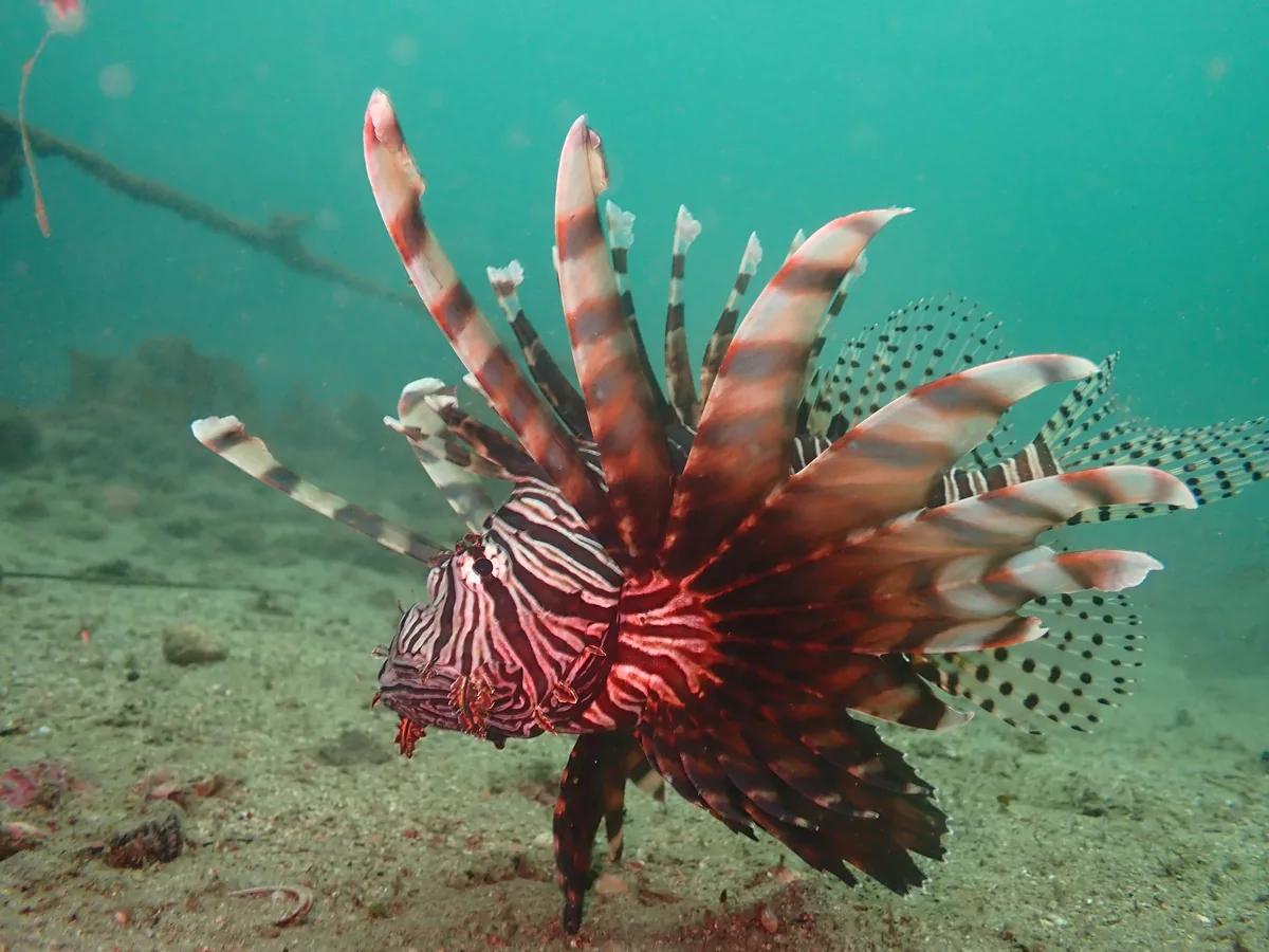 三浦の海で見られたミノカサゴの仲間。ヒレを大きく広げている