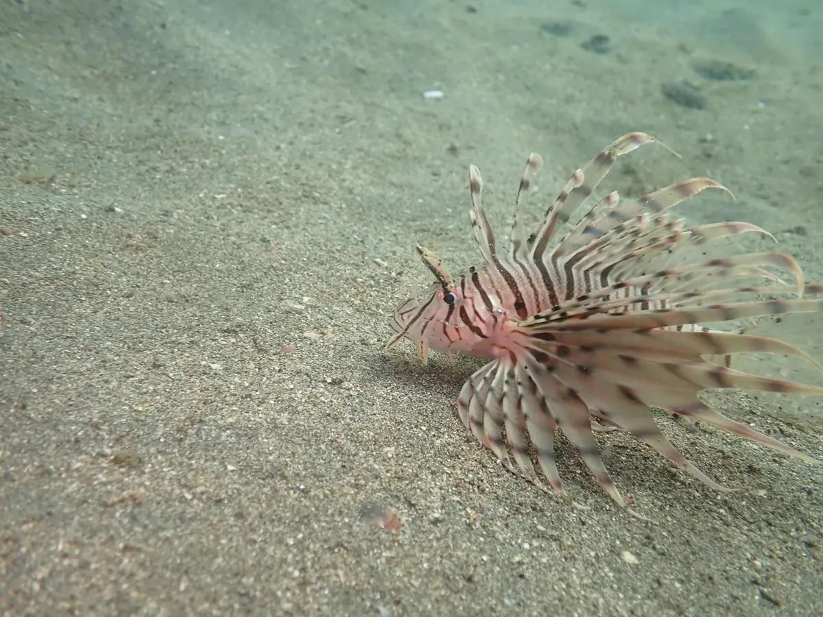 三浦の砂地でヒレを広げるミノカサゴ